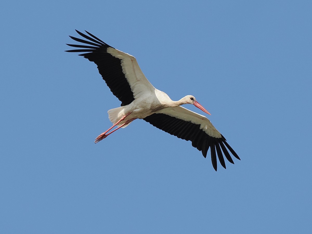 White Stork - ML620830026