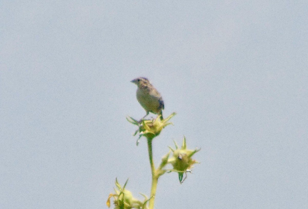 Grasshopper Sparrow - ML620830032