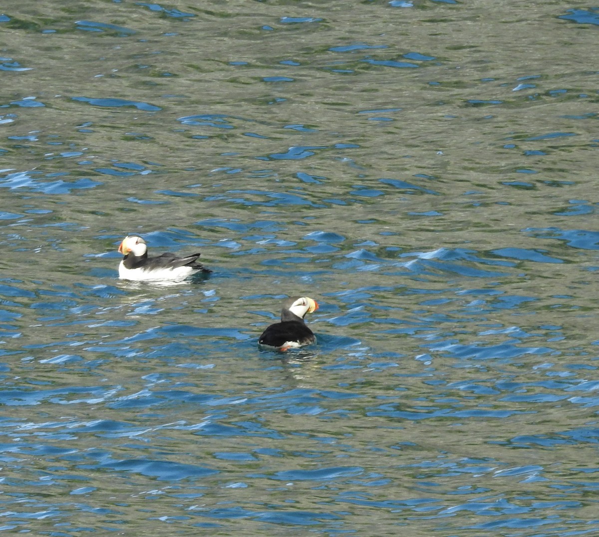 Horned Puffin - ML620830033