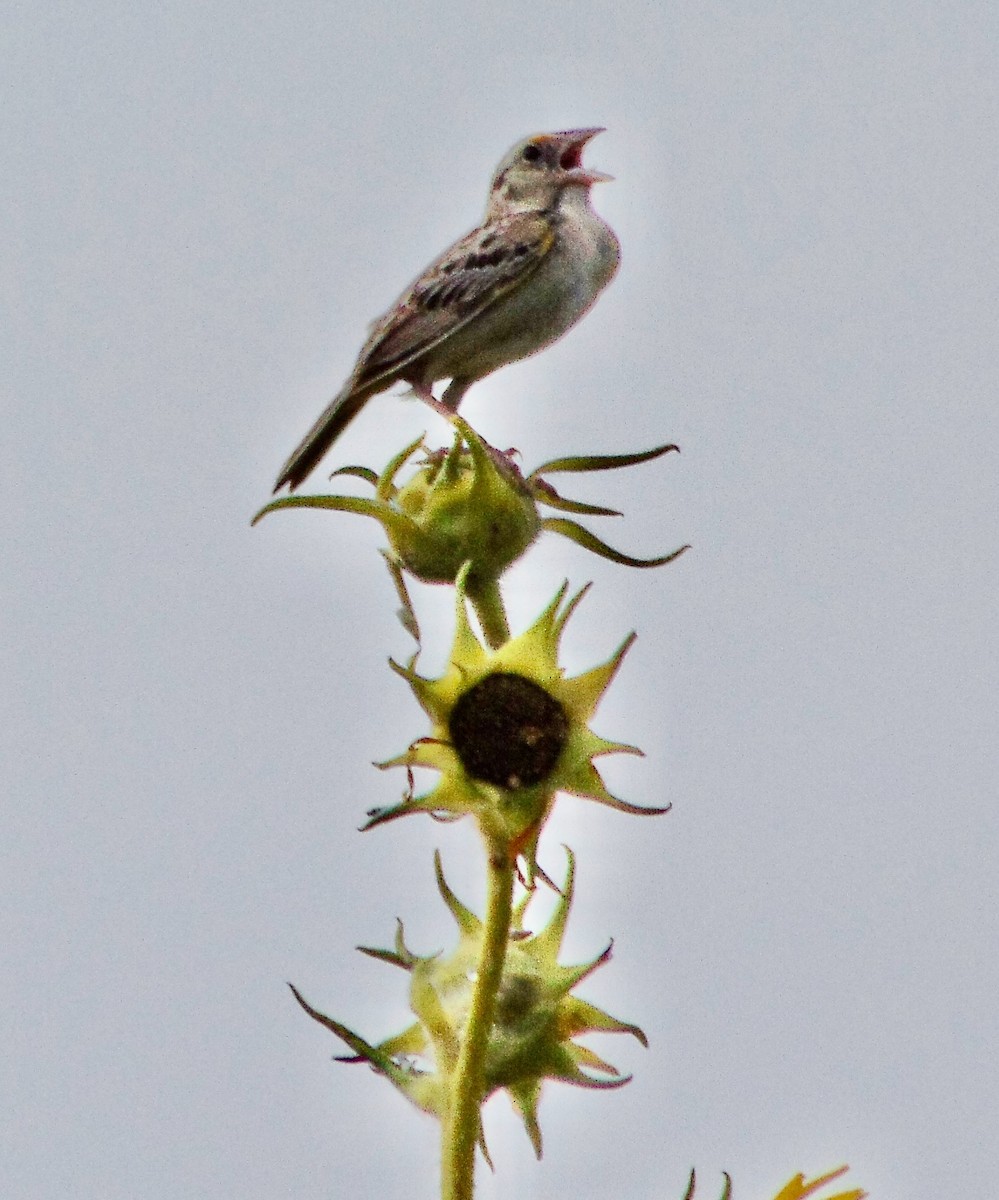 Grasshopper Sparrow - ML620830036