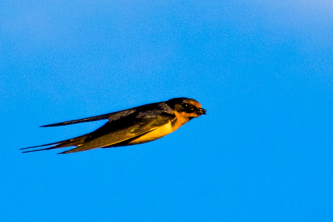 Barn Swallow - ML620830040