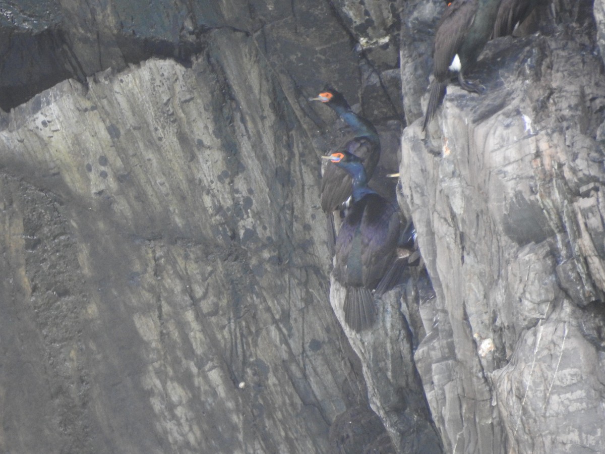 Red-faced Cormorant - ML620830041