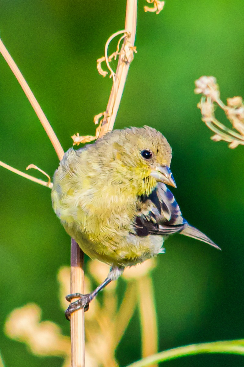 Lesser Goldfinch - ML620830048