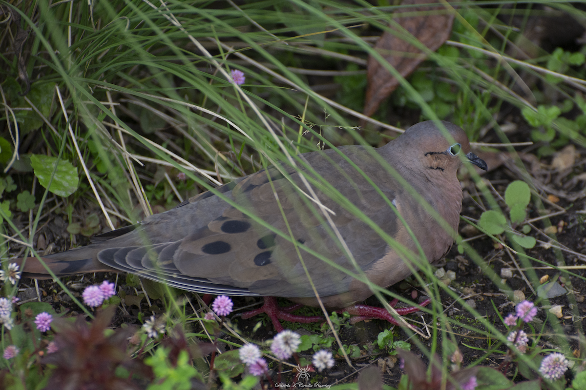 Eared Dove - ML620830056