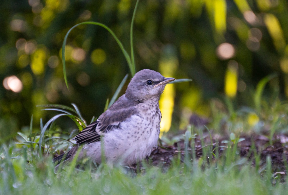 Northern Mockingbird - ML620830070