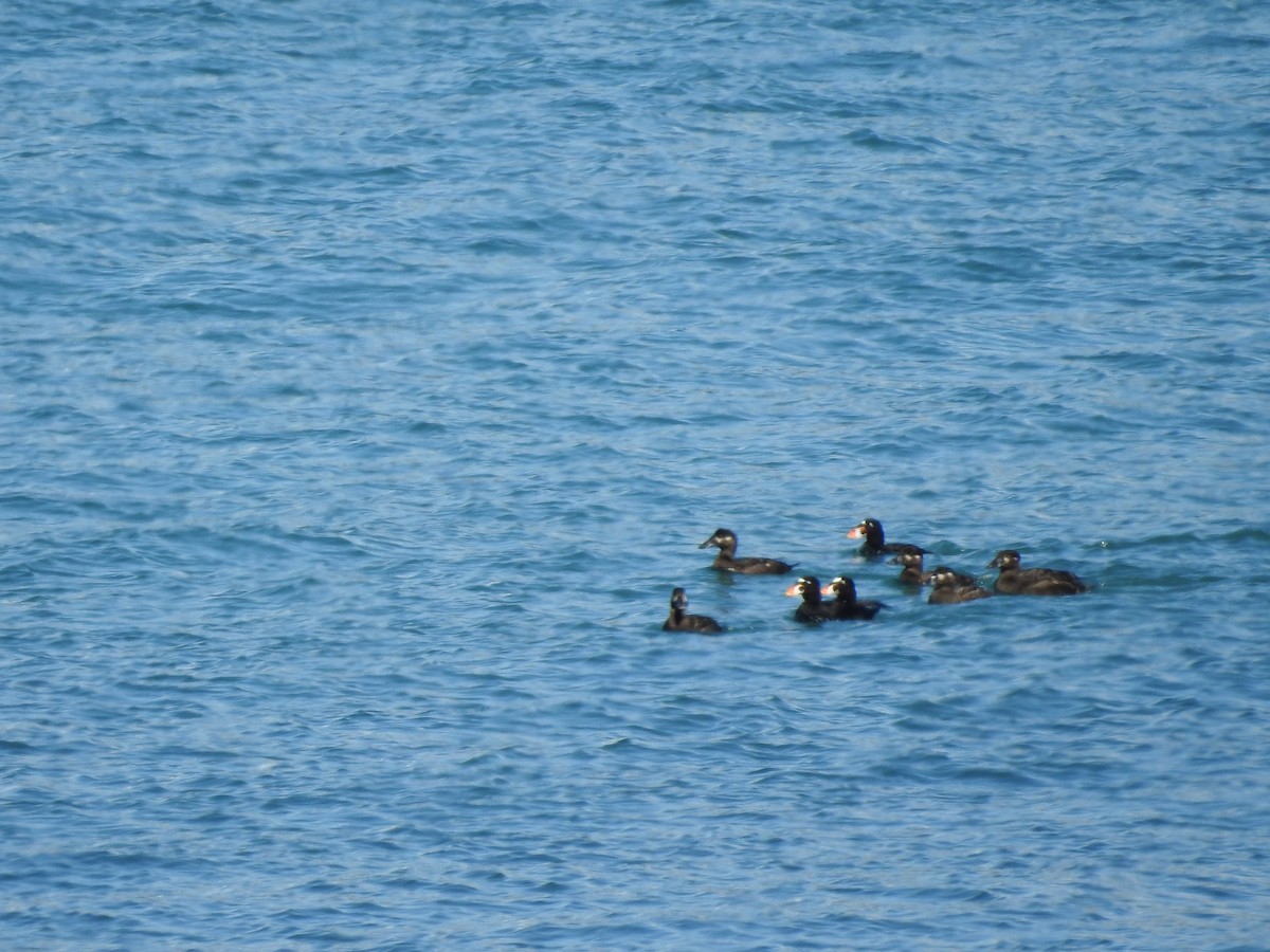 Surf Scoter - ML620830071