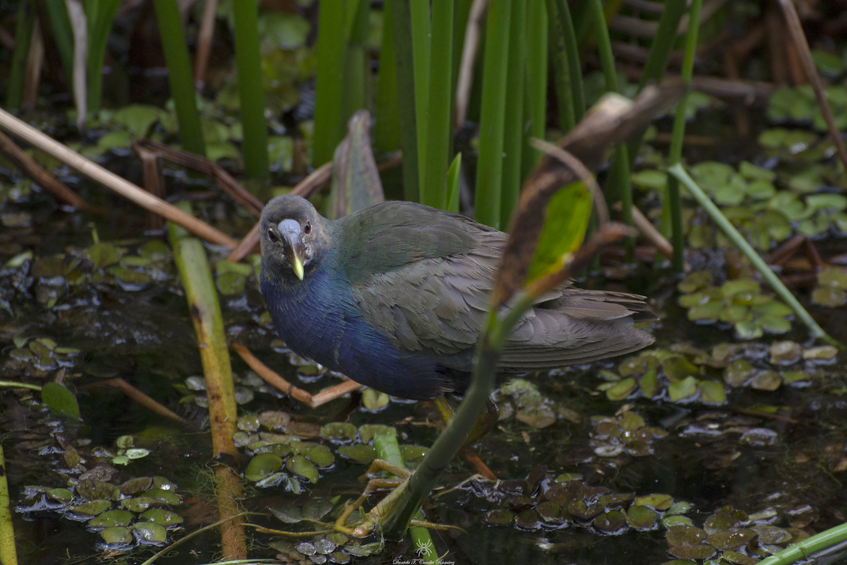 Purple Gallinule - ML620830076