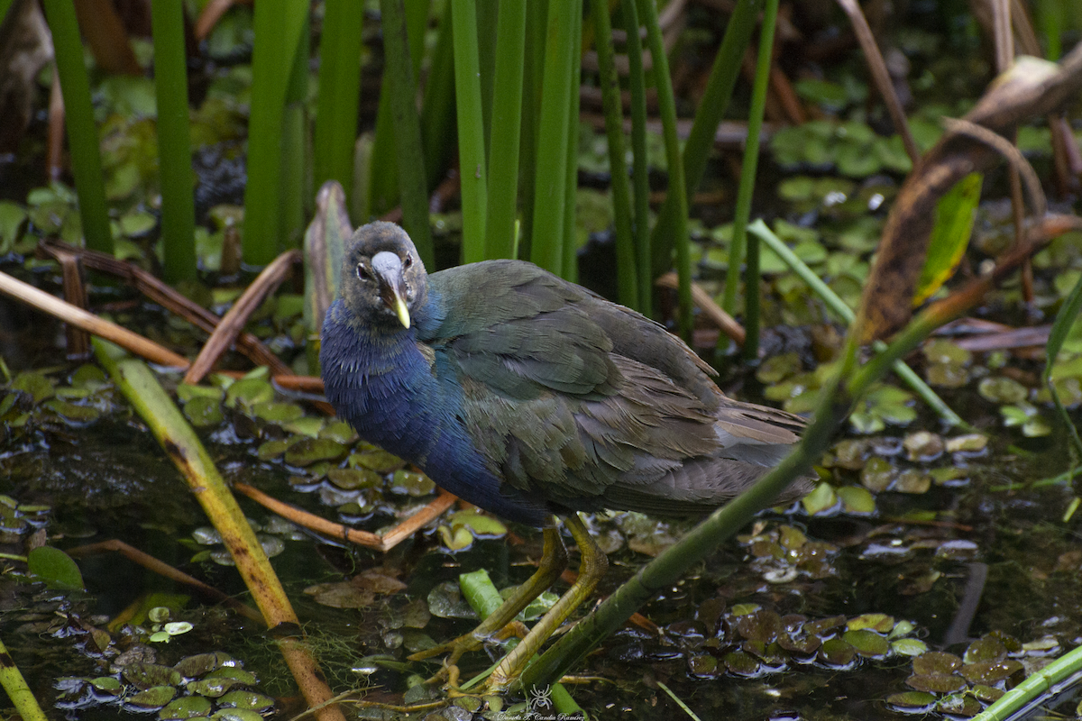 Purple Gallinule - ML620830078