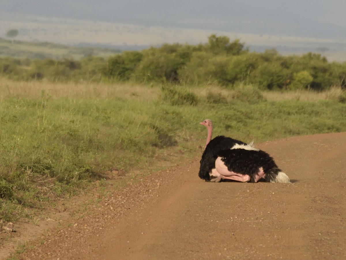 Common Ostrich - ML620830086