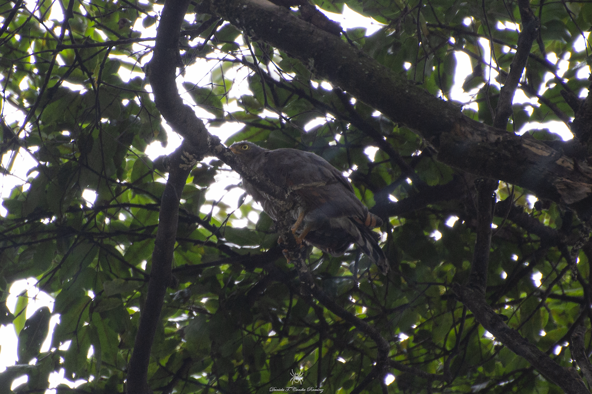 Roadside Hawk - ML620830095