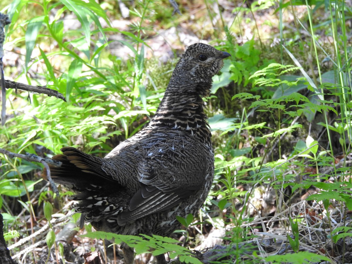 Spruce Grouse - ML620830097