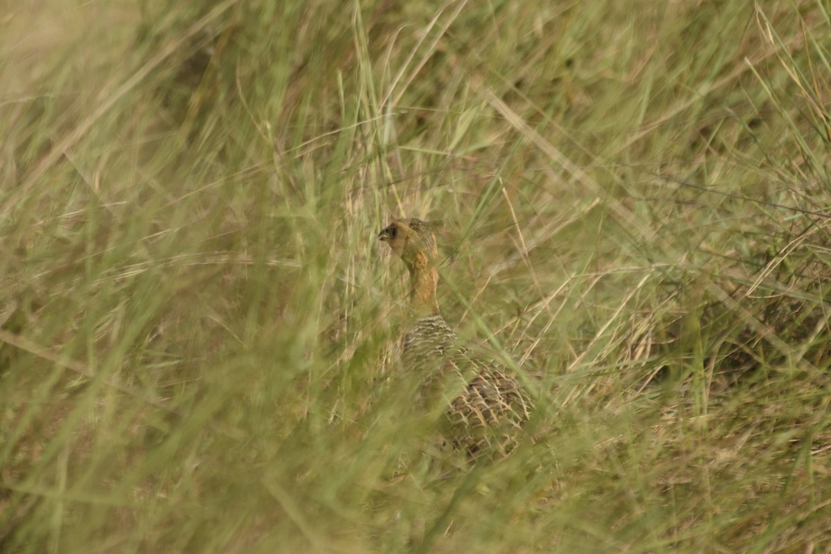 Coqui Francolin - ML620830107