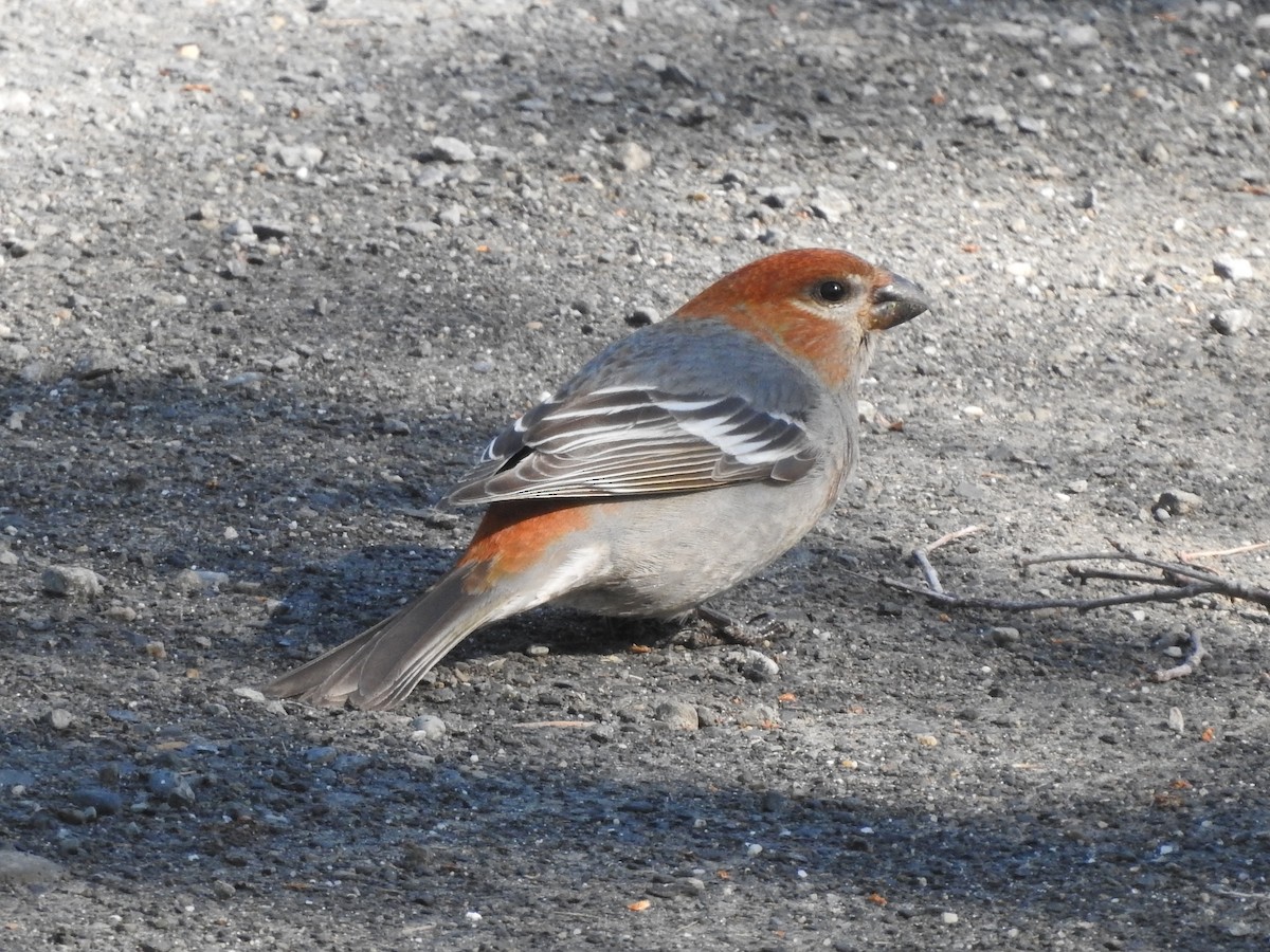 Pine Grosbeak - Daniel Nelson