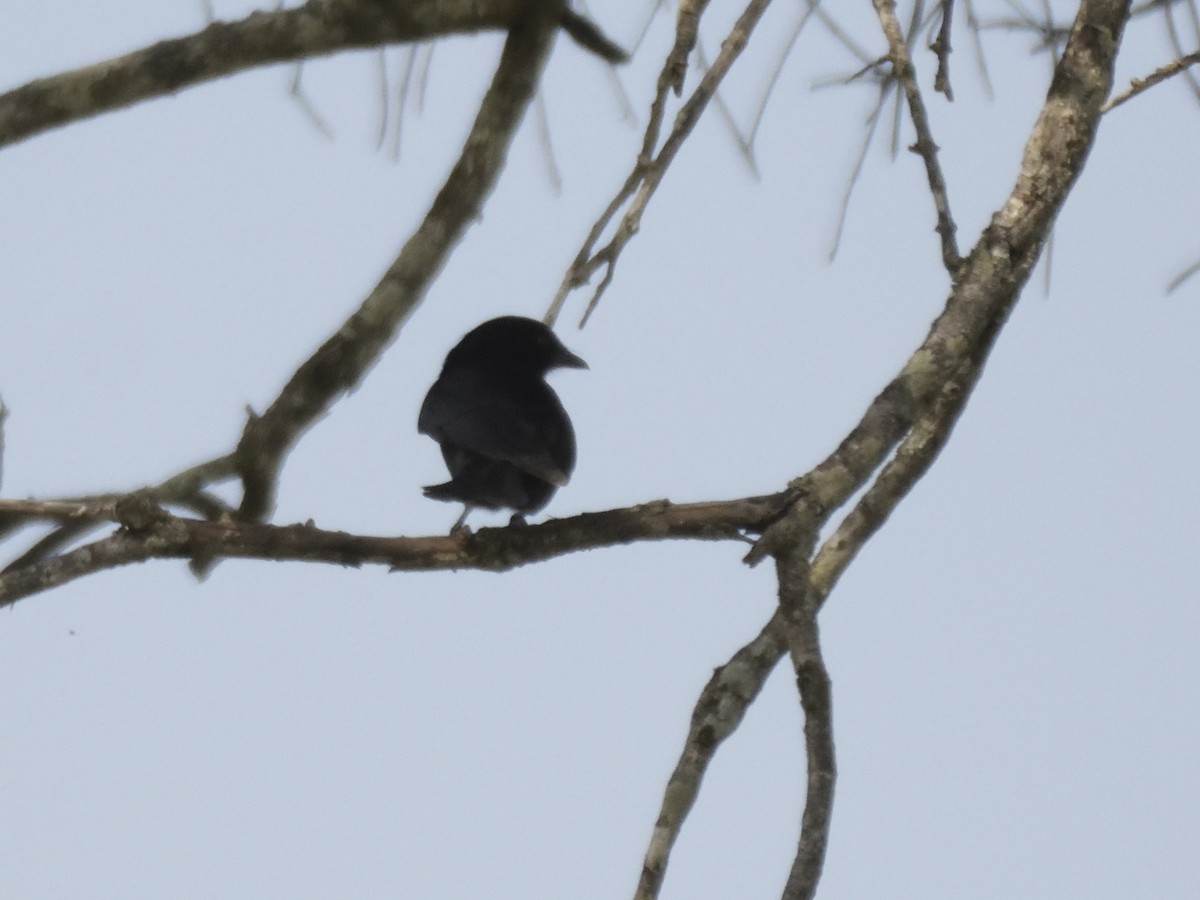 Fork-tailed Drongo - ML620830126