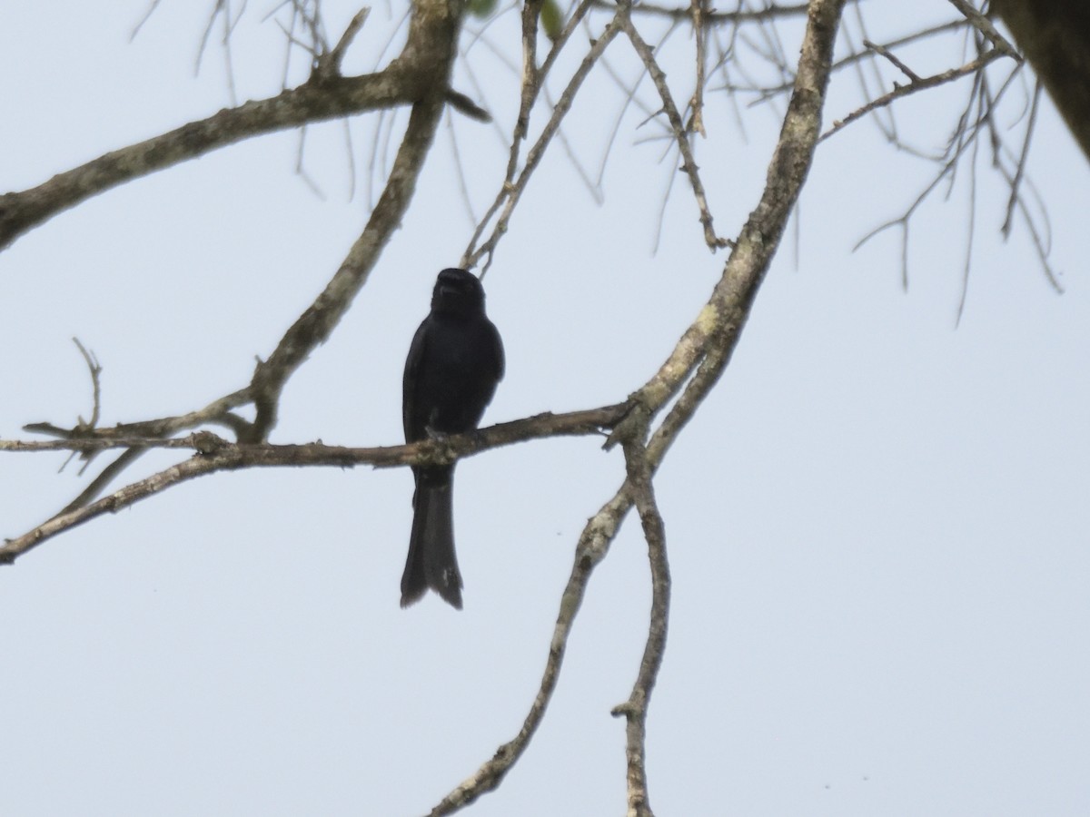 Fork-tailed Drongo - ML620830127