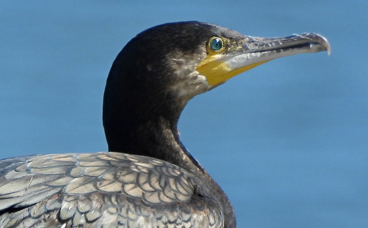 Great Cormorant - ML620830131