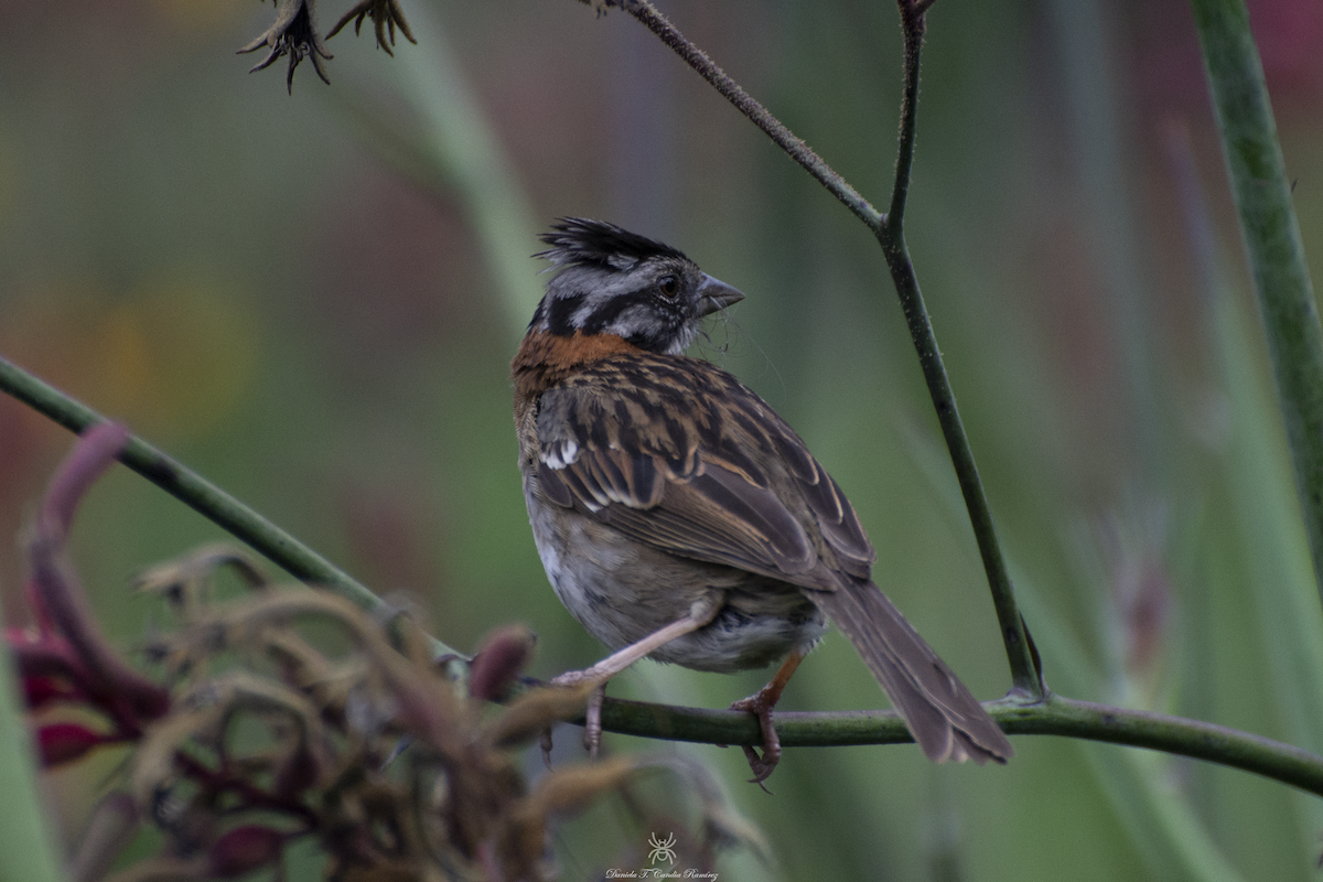 Rufous-collared Sparrow - ML620830133