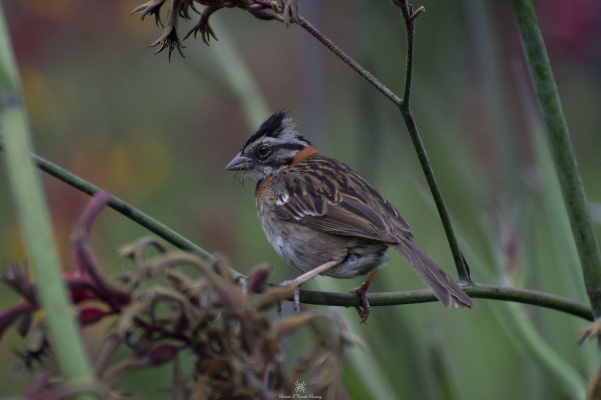Rufous-collared Sparrow - ML620830137