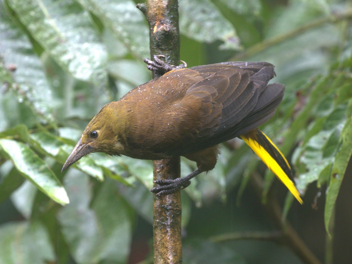 Russet-backed Oropendola (Russet-backed) - ML620830149