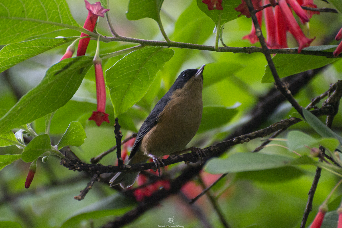 Rusty Flowerpiercer - ML620830151