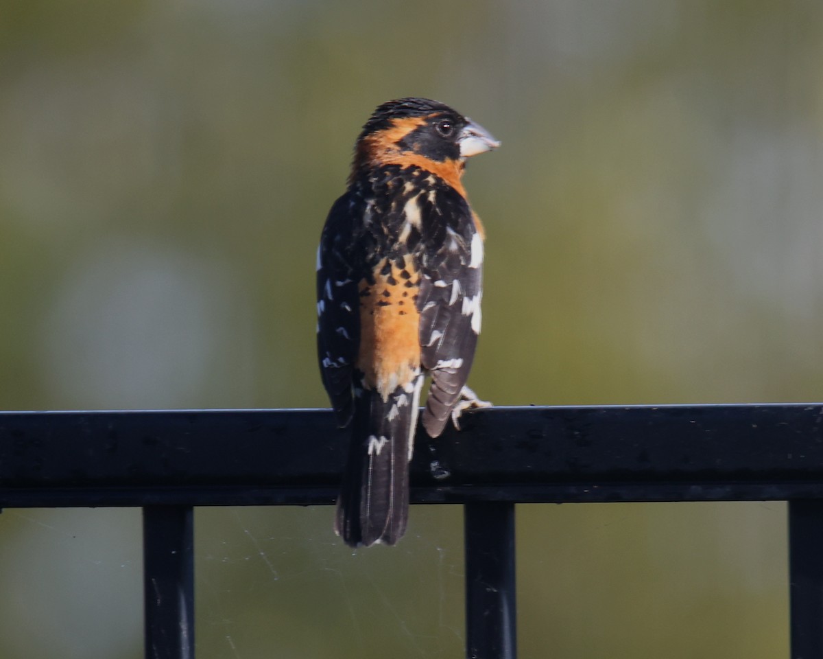 Cardinal à tête noire - ML620830153