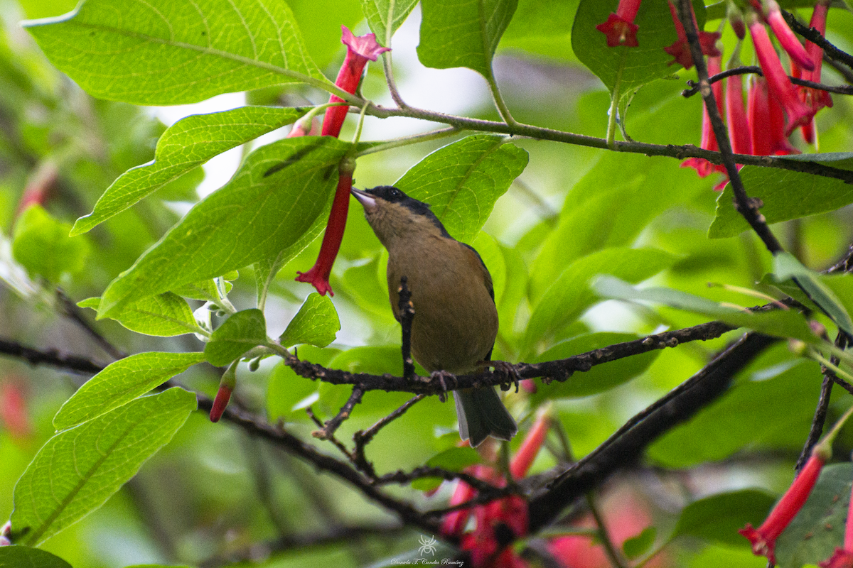 Rusty Flowerpiercer - ML620830154