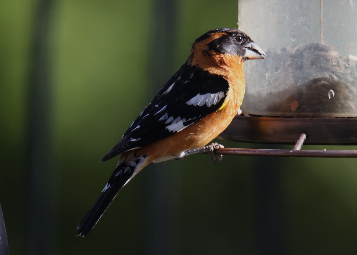 Cardinal à tête noire - ML620830155