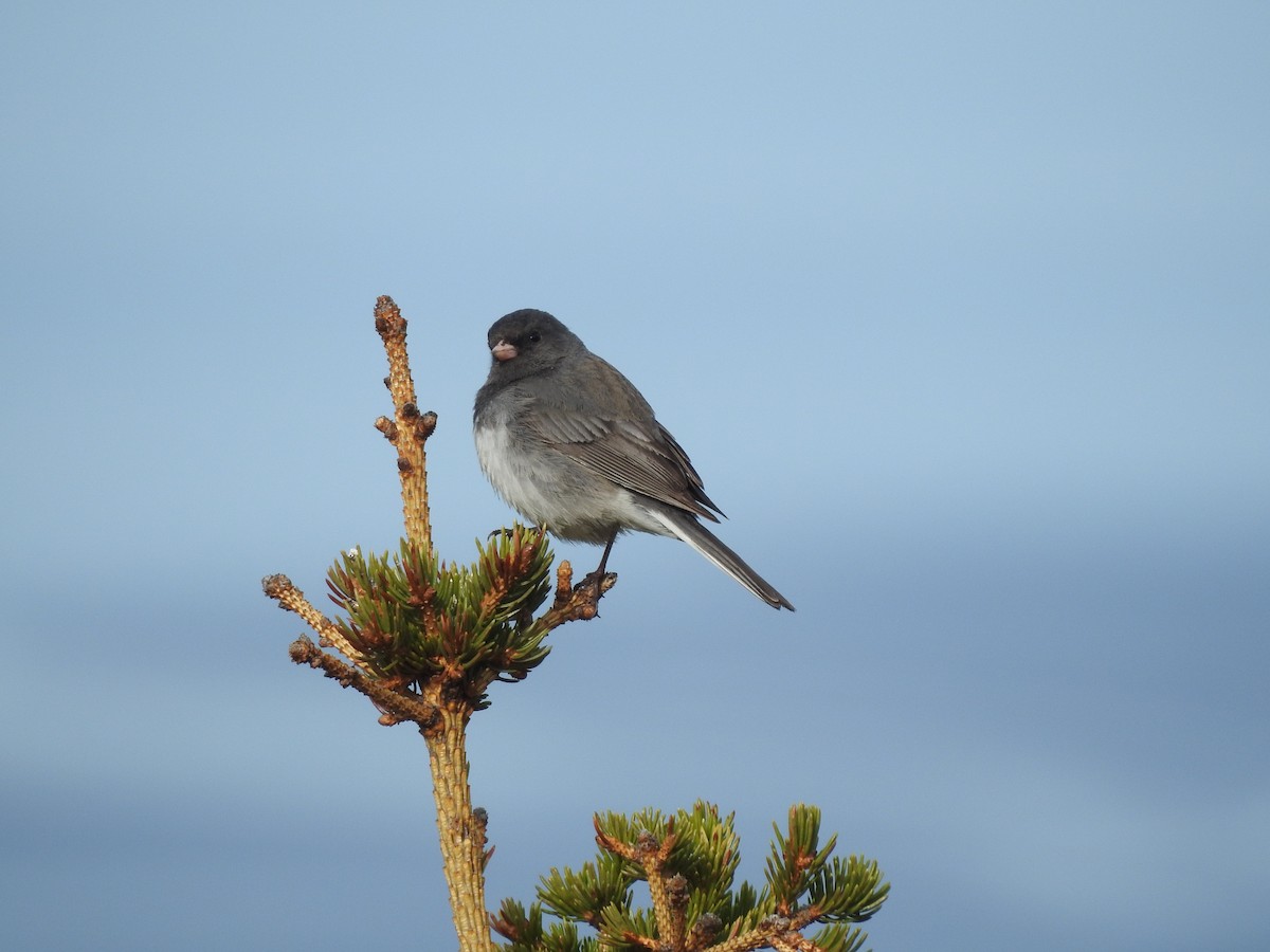 Dark-eyed Junco - ML620830157