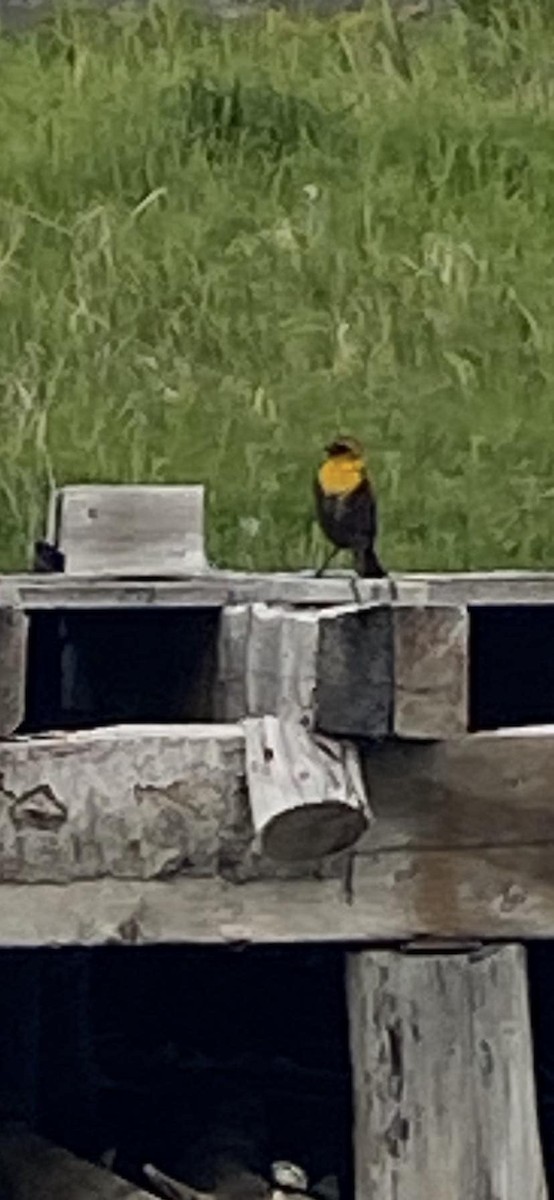 Yellow-headed Blackbird - ML620830168