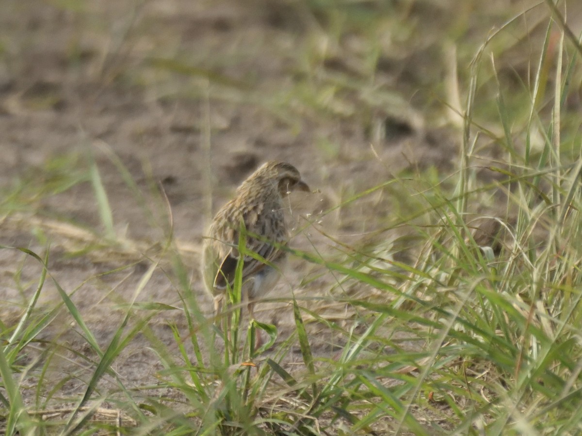 tanımsız Alaudidae sp. - ML620830169