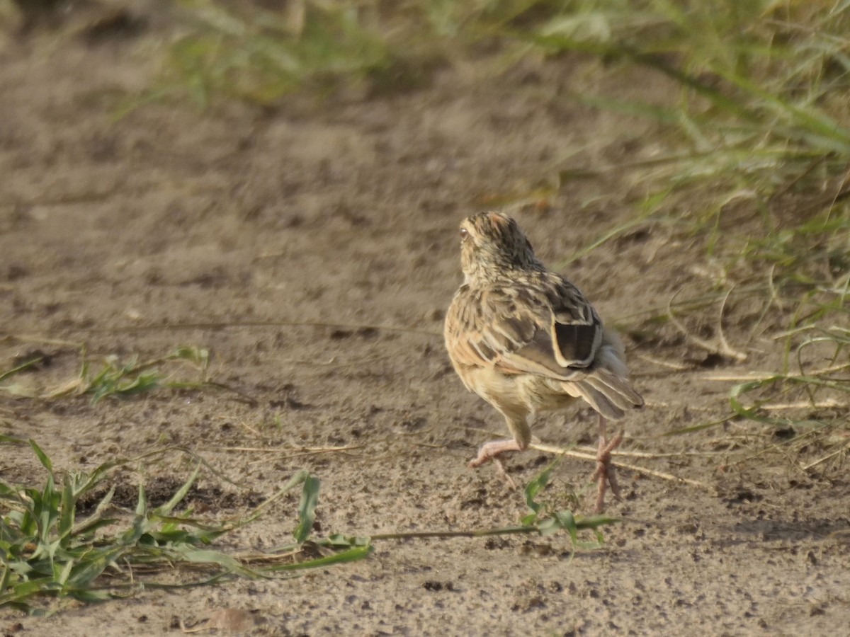 tanımsız Alaudidae sp. - ML620830170