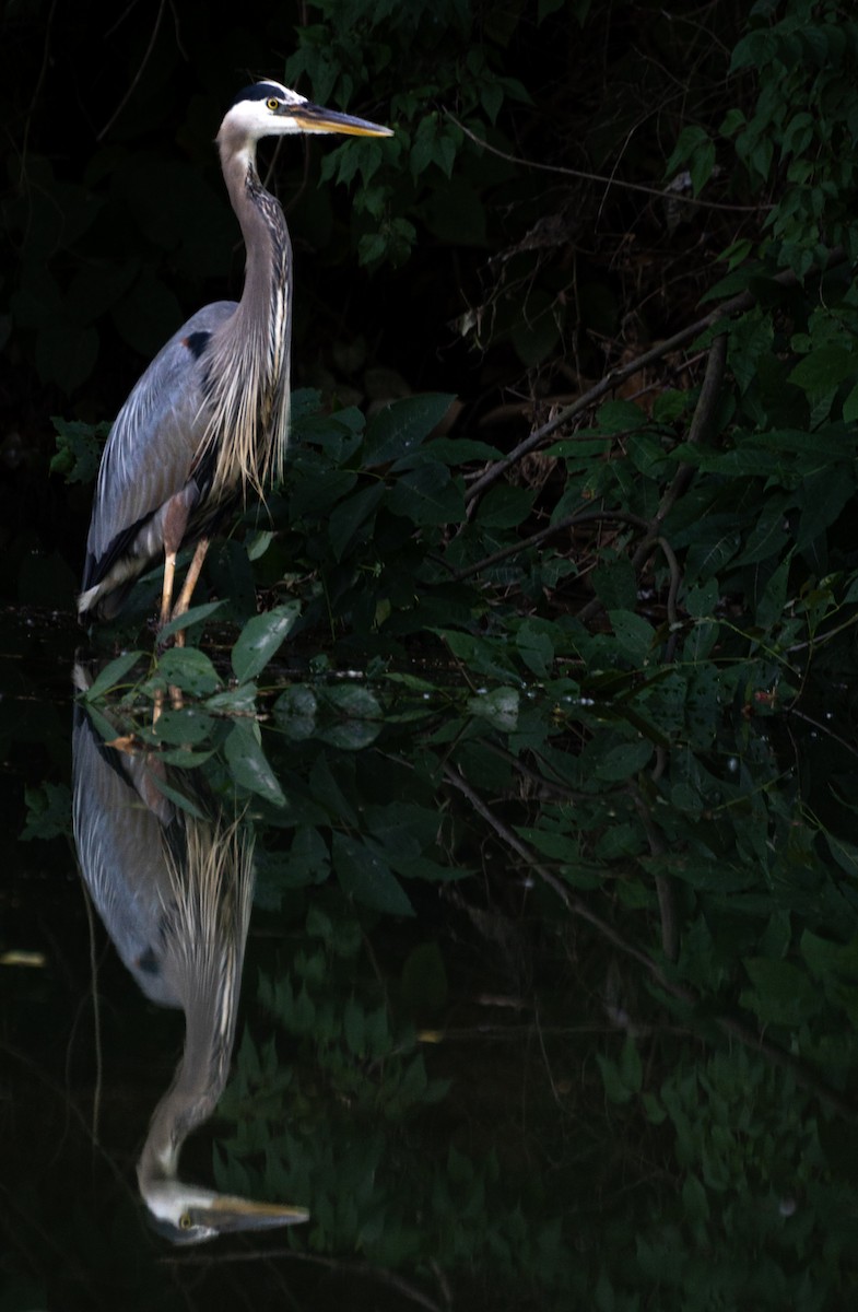 Great Blue Heron - ML620830171