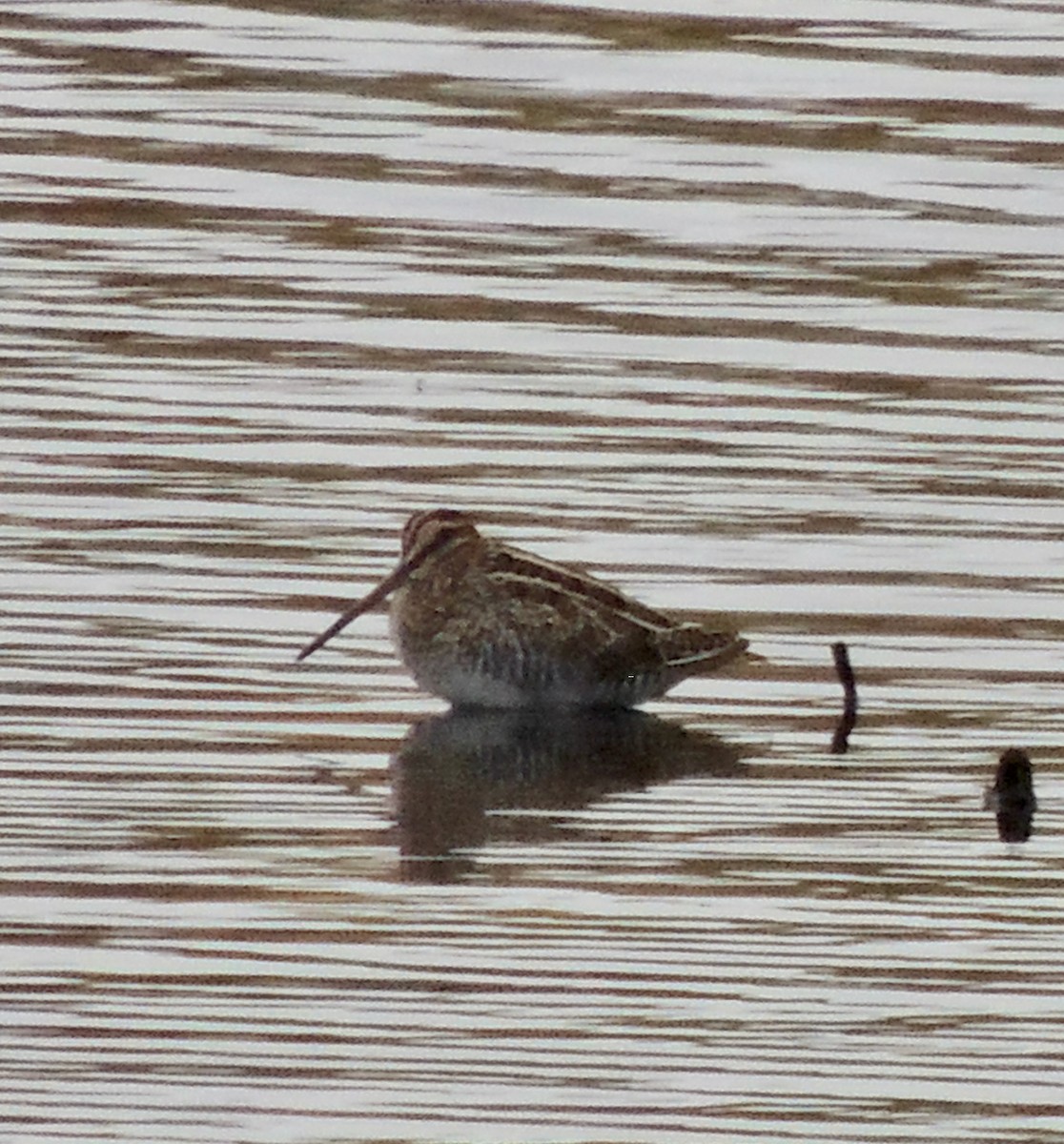 Wilson's Snipe - ML620830172