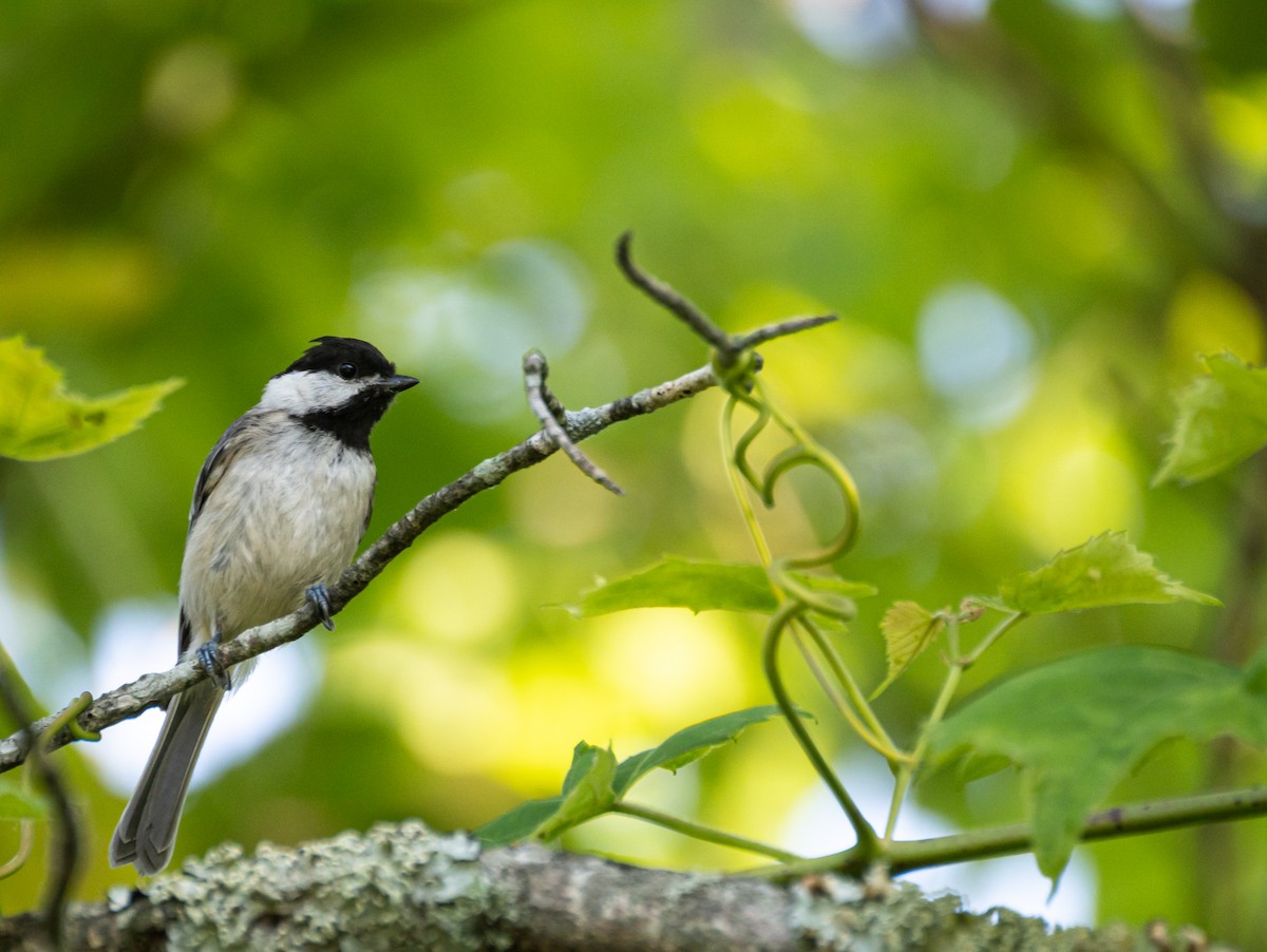 Carolina Chickadee - ML620830177