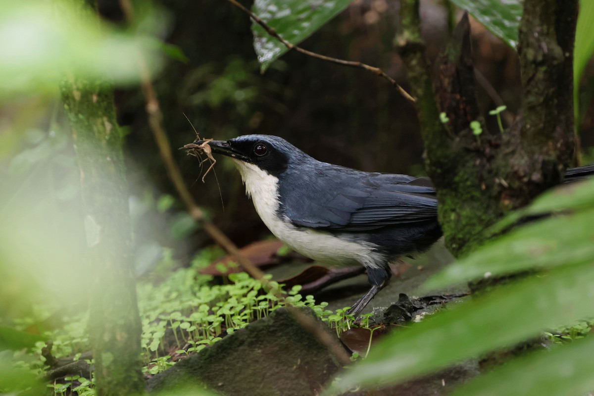 Blue-and-white Mockingbird - ML620830179