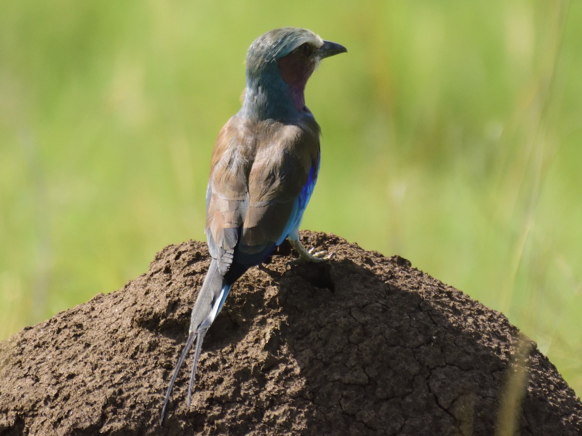 Lilac-breasted Roller (Lilac-breasted) - ML620830185