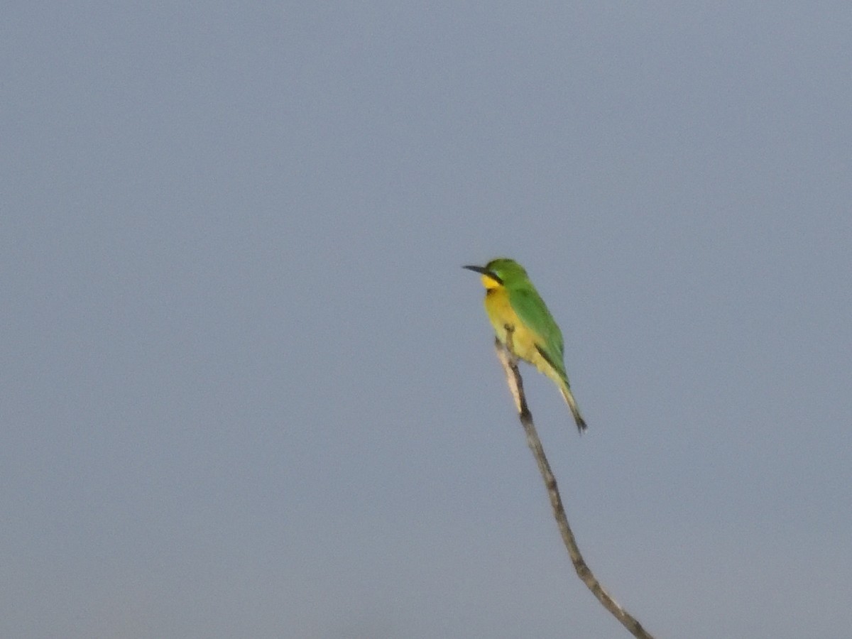 Little Bee-eater - ML620830188