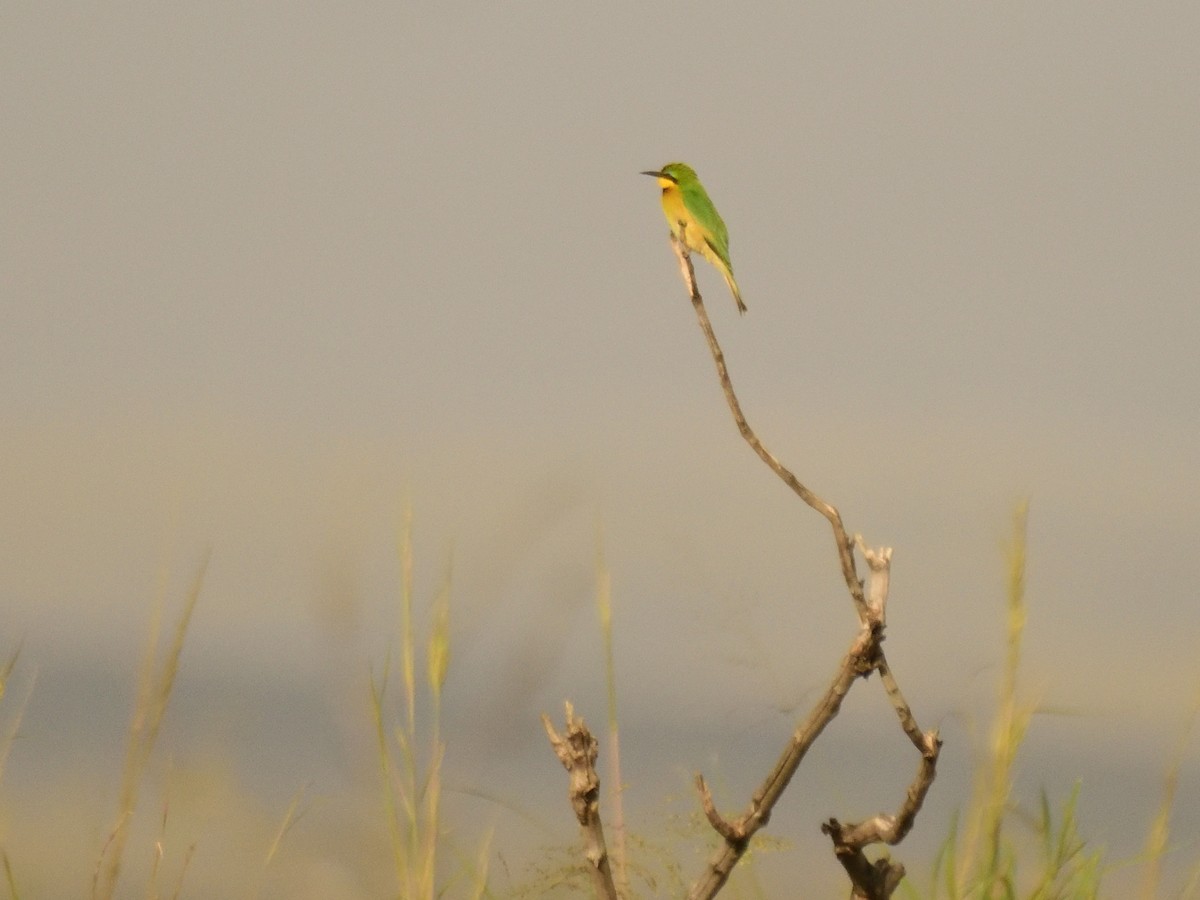 Little Bee-eater - ML620830189