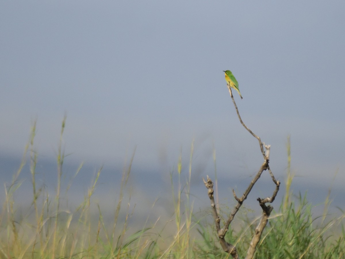 Little Bee-eater - ML620830190