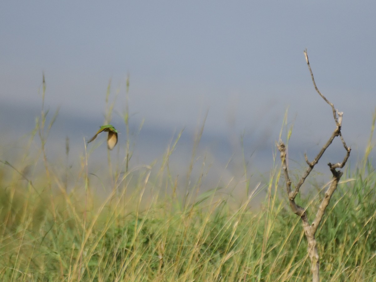 Little Bee-eater - ML620830191