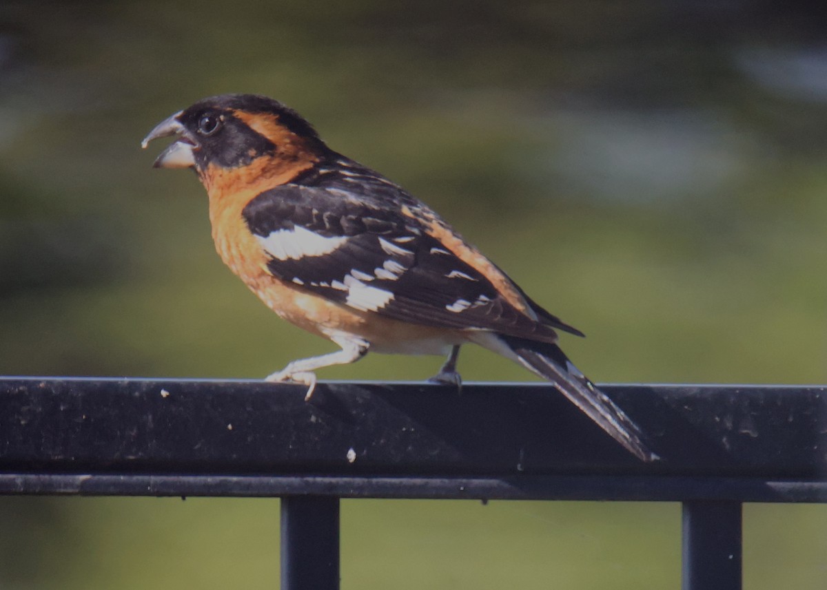 Black-headed Grosbeak - ML620830195