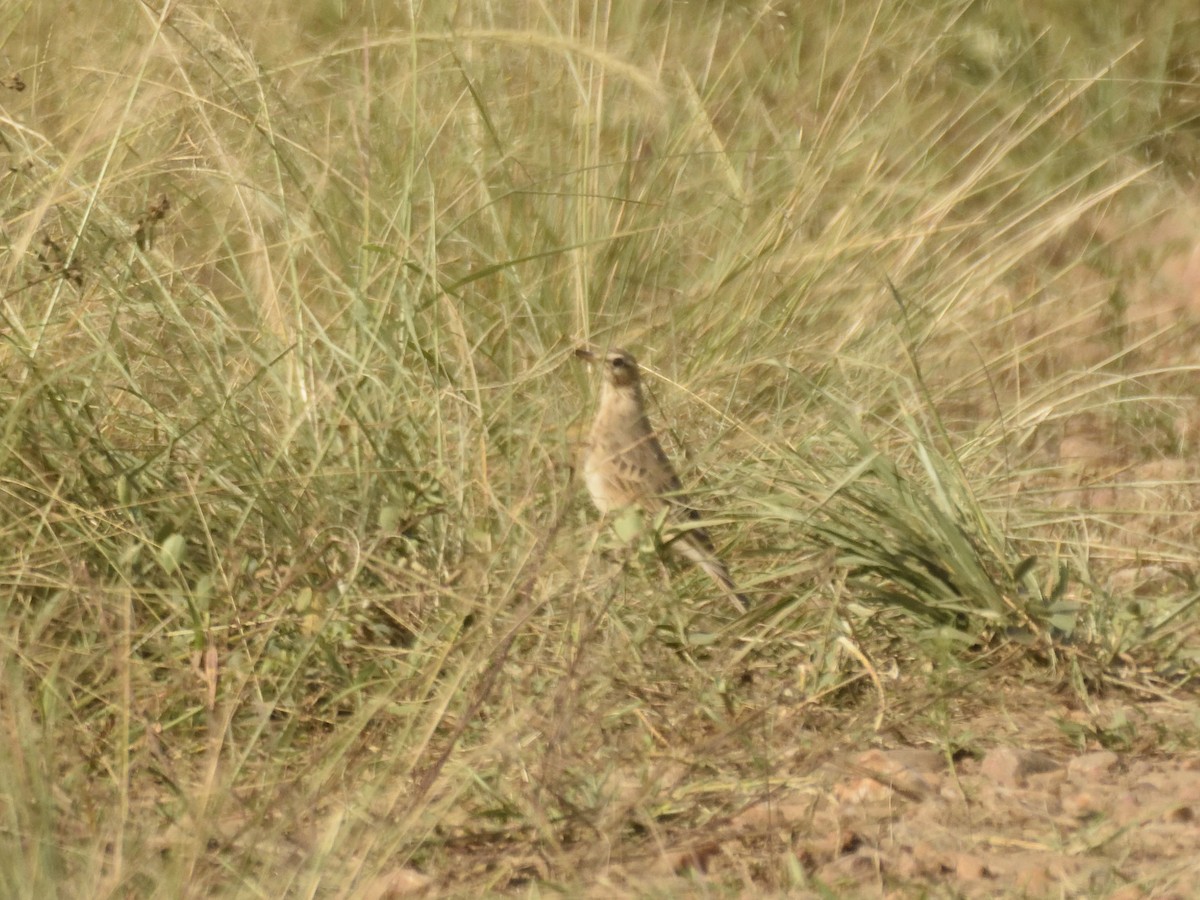 pipit sp. - ML620830197