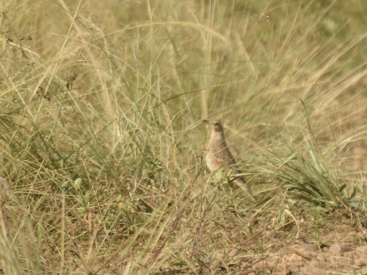 Bisbita (Anthus) sp. - ML620830198