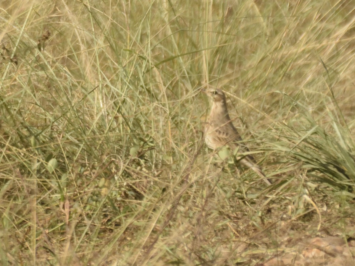 pipit sp. - ML620830199
