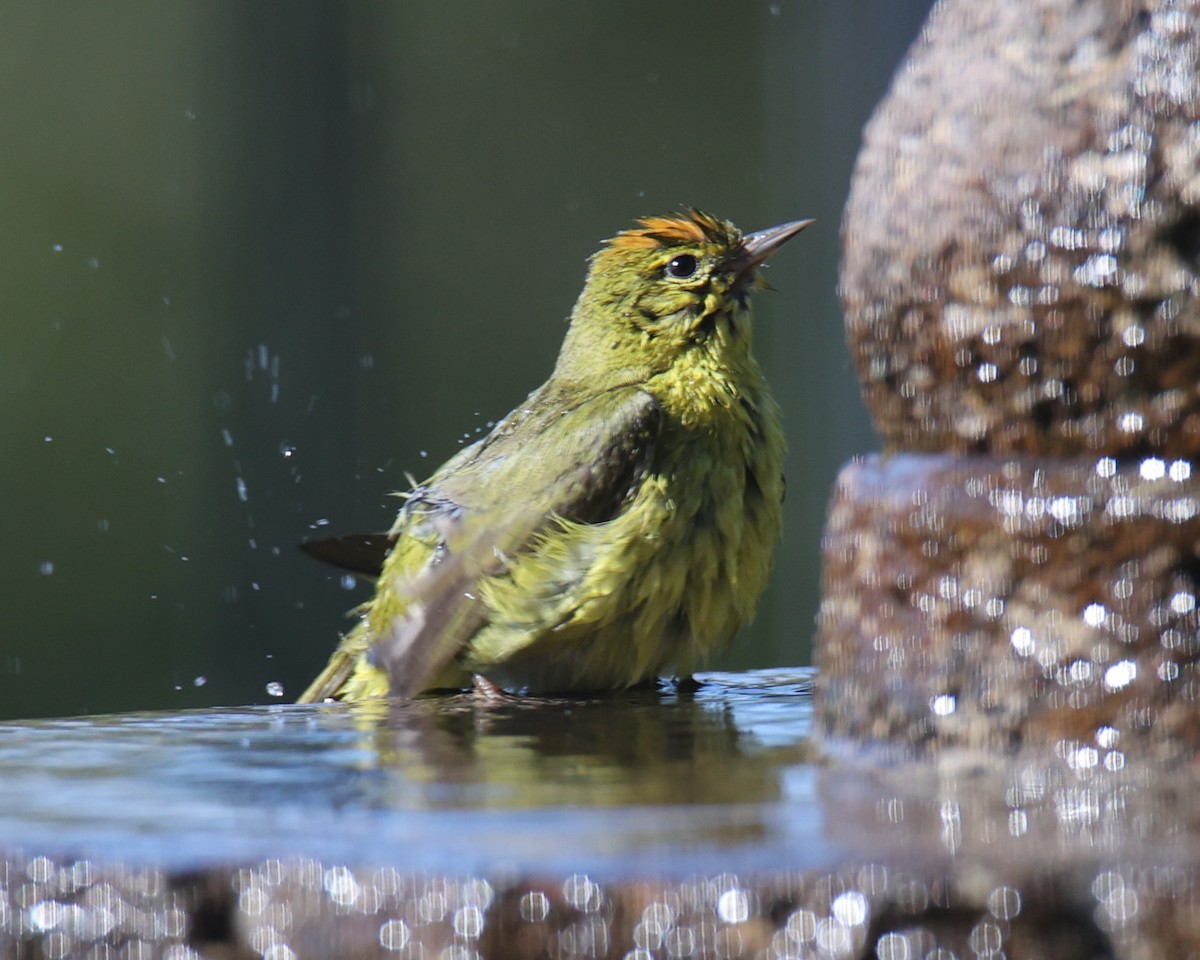 Orange-crowned Warbler - ML620830201