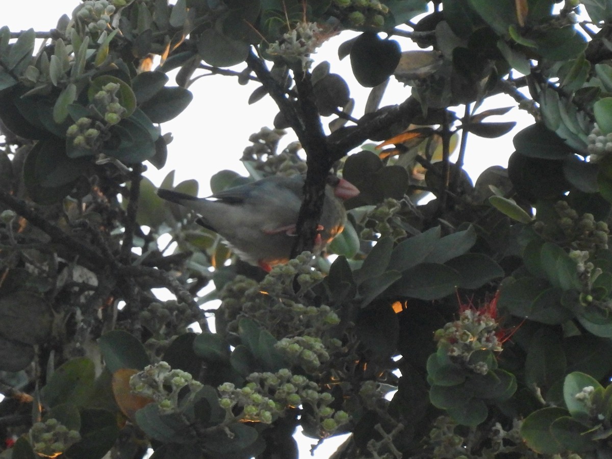 Java Sparrow - ML620830202