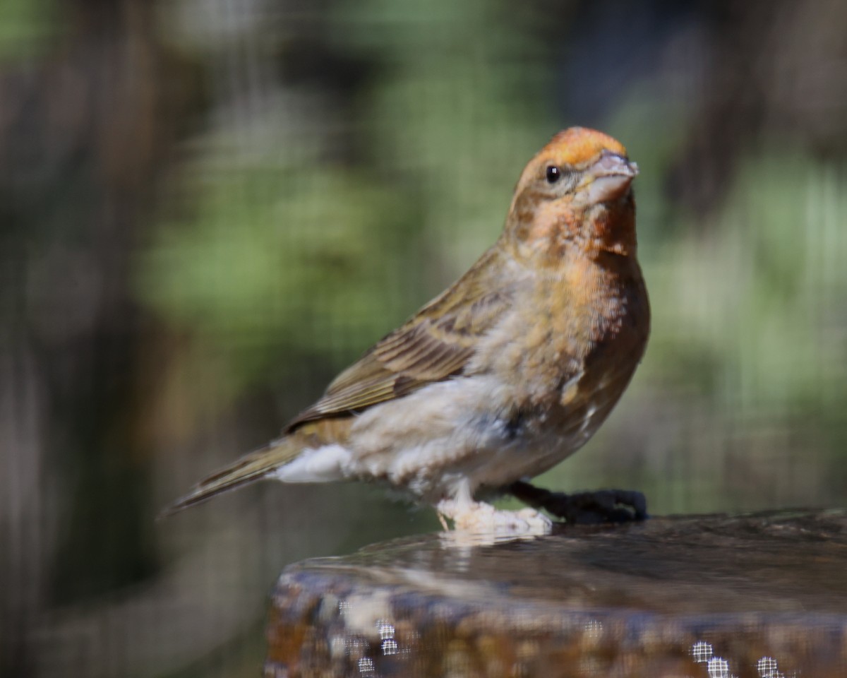 Purple Finch - ML620830203