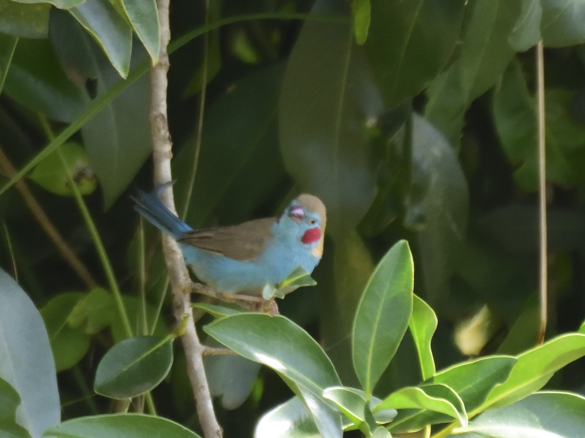 Red-cheeked Cordonbleu - ML620830206