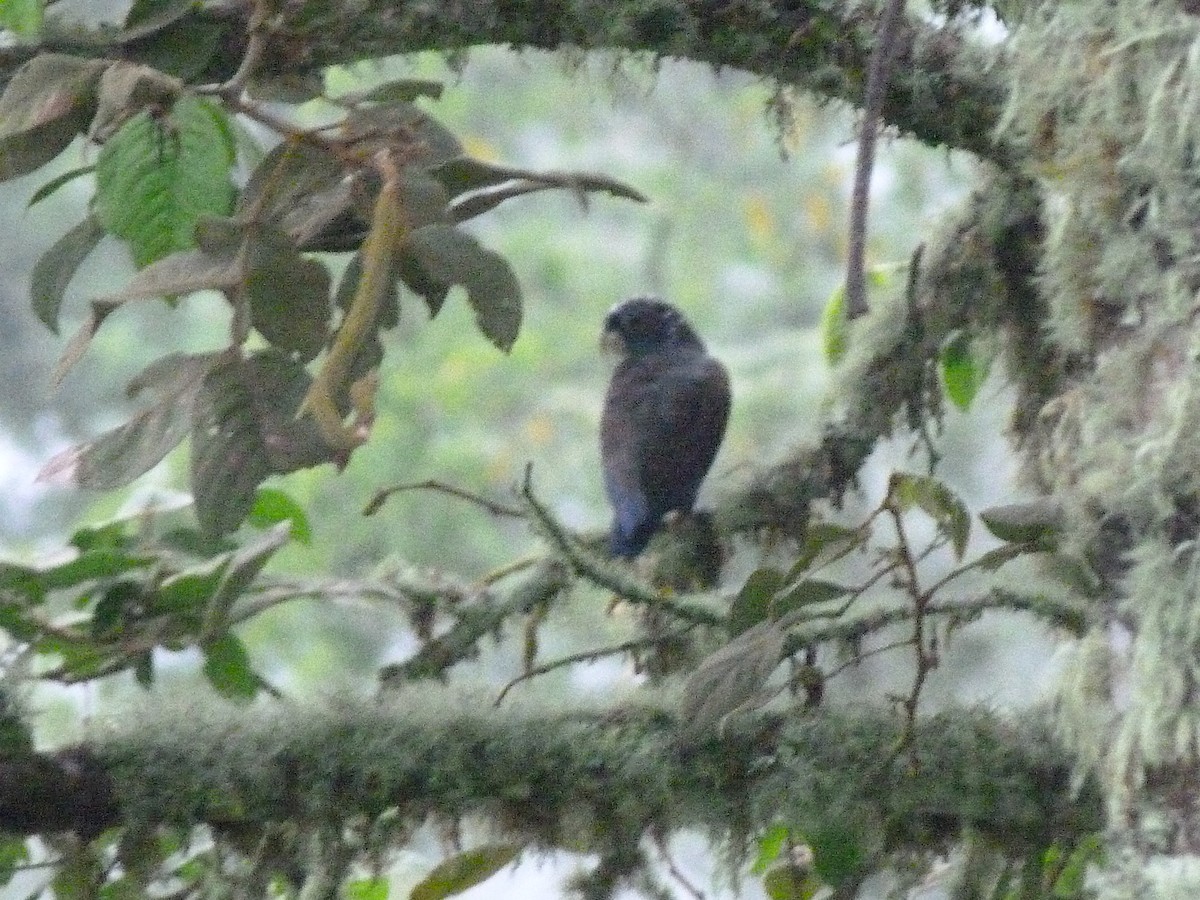 Bronze-winged Parrot - ML620830208