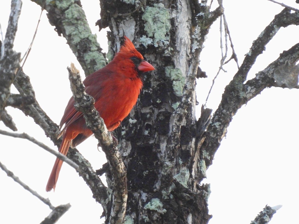 Northern Cardinal - ML620830210